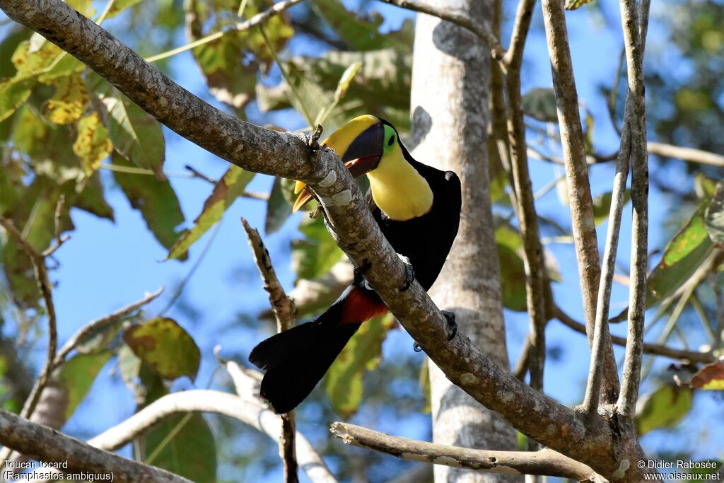 Yellow-throated Toucanadult