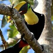 Yellow-throated Toucan