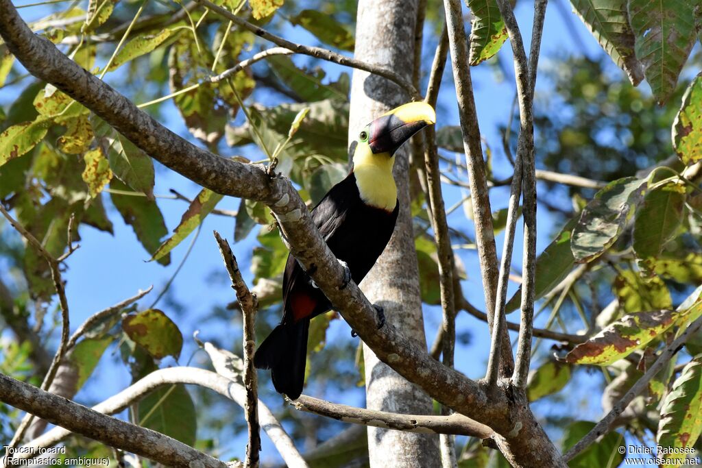 Yellow-throated Toucanadult