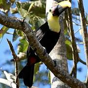 Yellow-throated Toucan