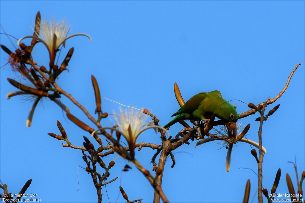 Orange-chinned Parakeetadult