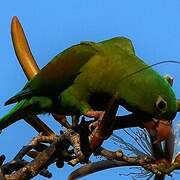 Orange-chinned Parakeet