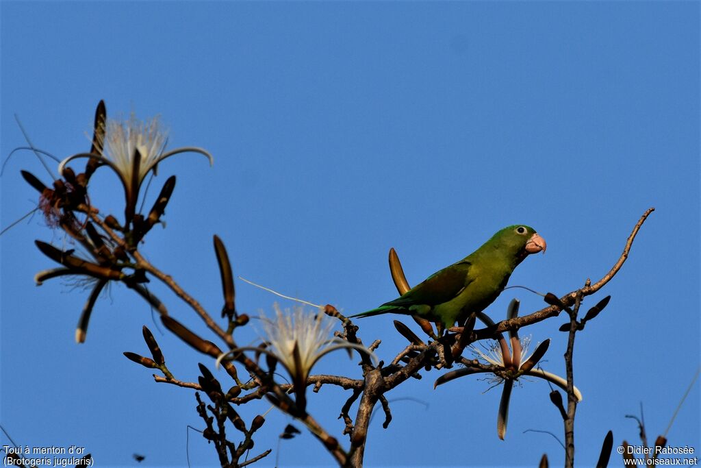 Orange-chinned Parakeet