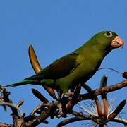 Orange-chinned Parakeet