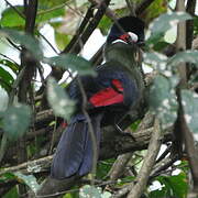 Hartlaub's Turaco