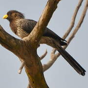 Western Plantain-eater