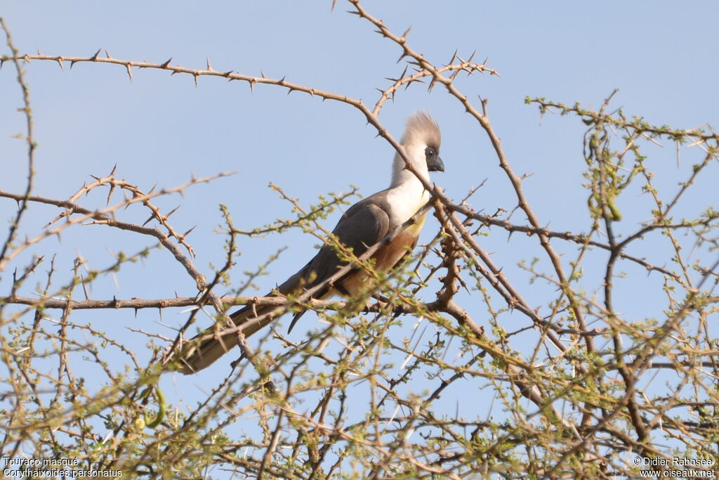 Bare-faced Go-away-bird