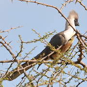 Bare-faced Go-away-bird