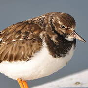 Ruddy Turnstone