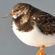 Ruddy Turnstone