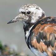 Ruddy Turnstone