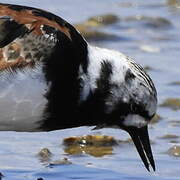 Ruddy Turnstone