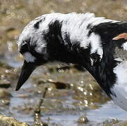 Ruddy Turnstone