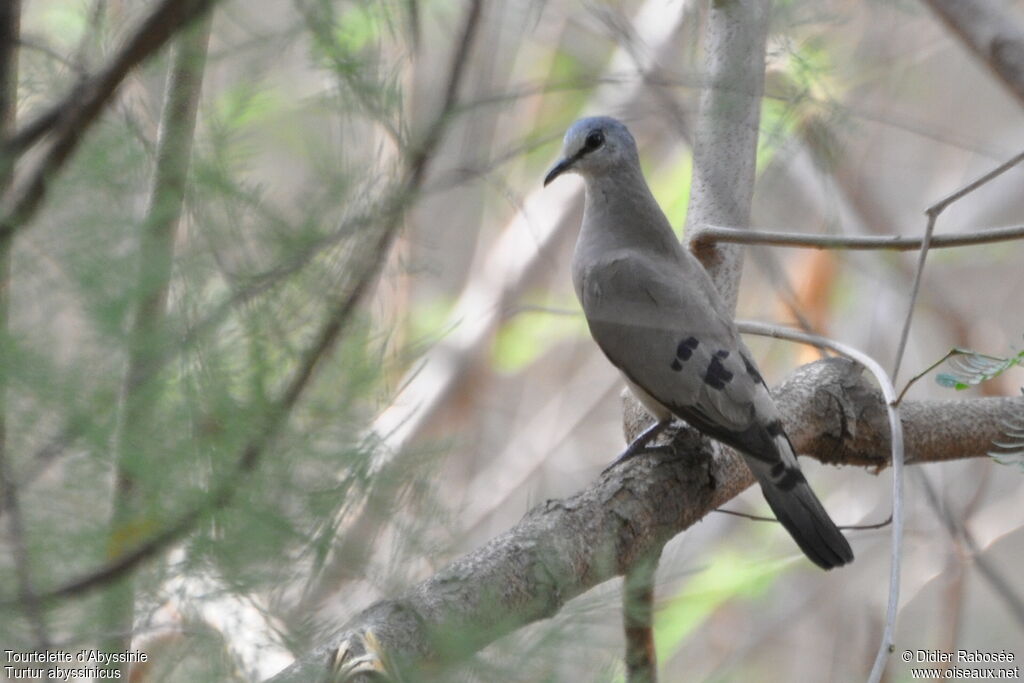 Black-billed Wood Dove