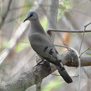 Black-billed Wood Dove