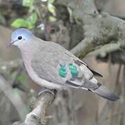 Emerald-spotted Wood Dove