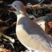 White-winged Dove