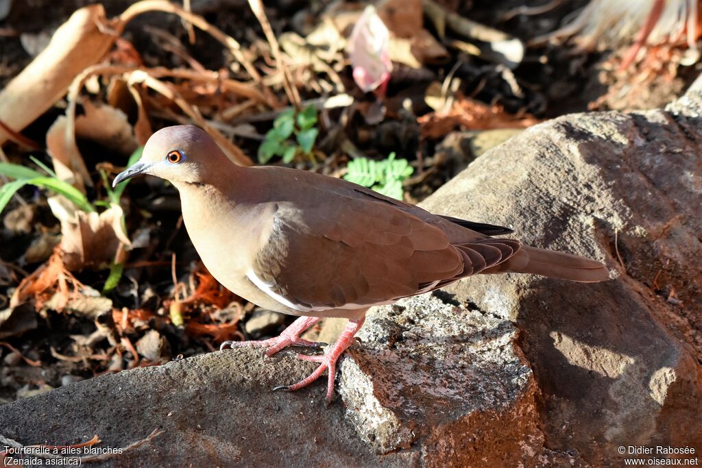 White-winged Dove