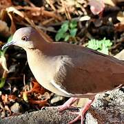 White-winged Dove