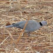 Ring-necked Dove