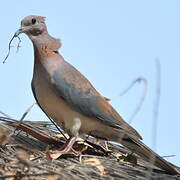 Laughing Dove