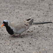 Namaqua Dove