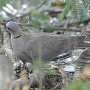 Mourning Collared Dove