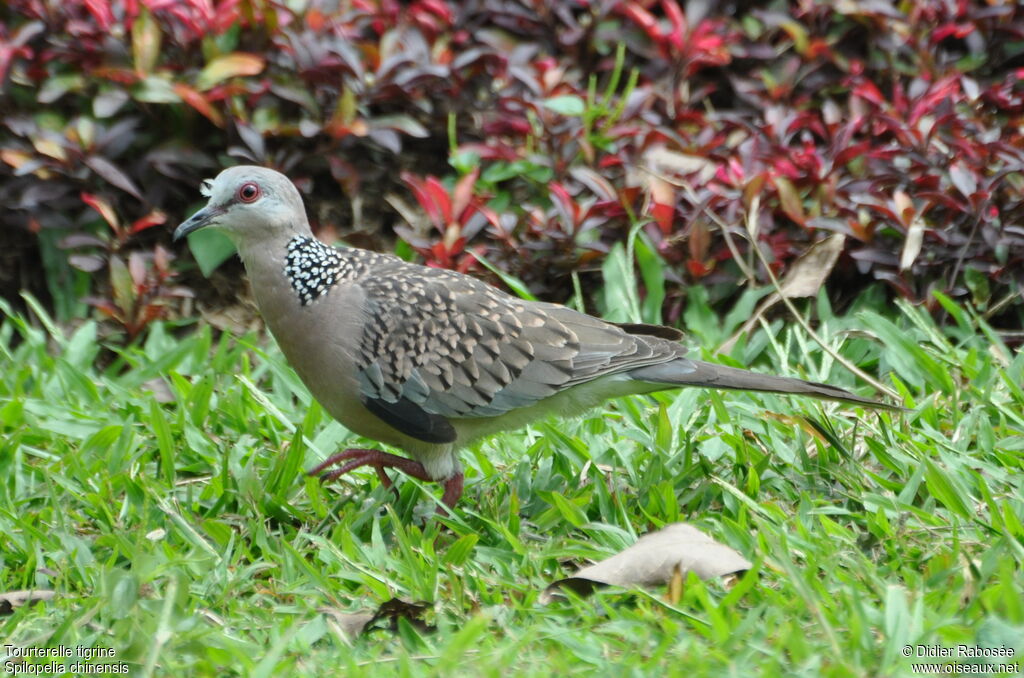 Spotted Dove