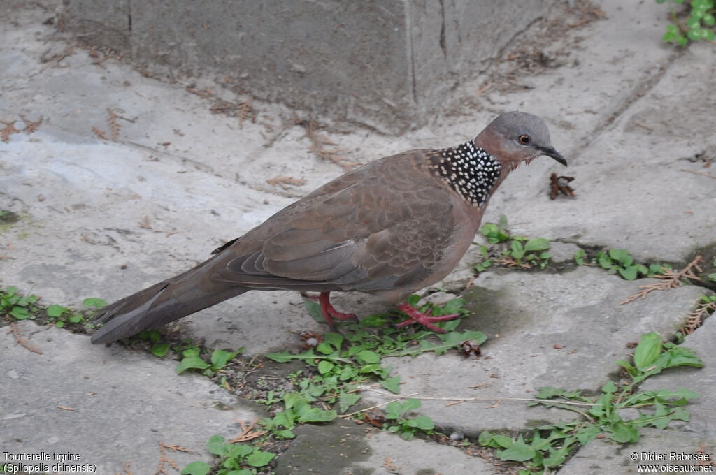 Spotted Dove