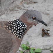 Spotted Dove