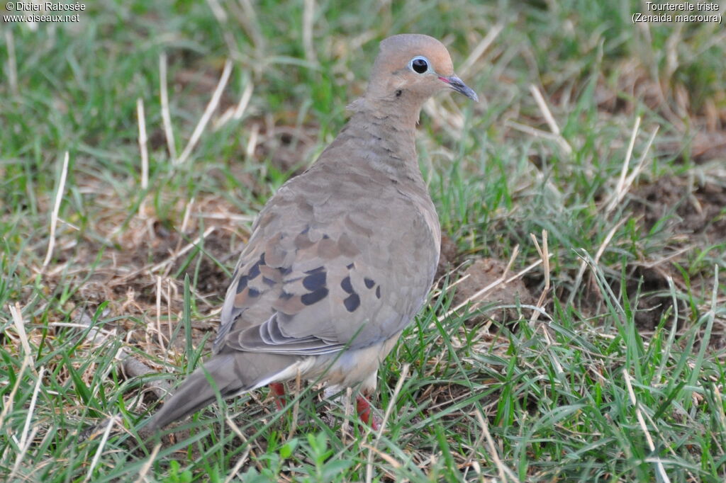 Mourning Dove