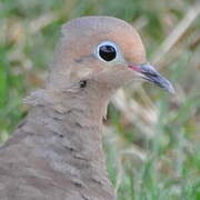 Mourning Dove