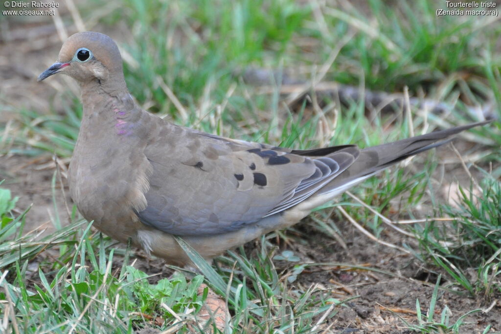 Mourning Dove