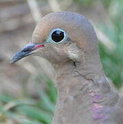 Mourning Dove