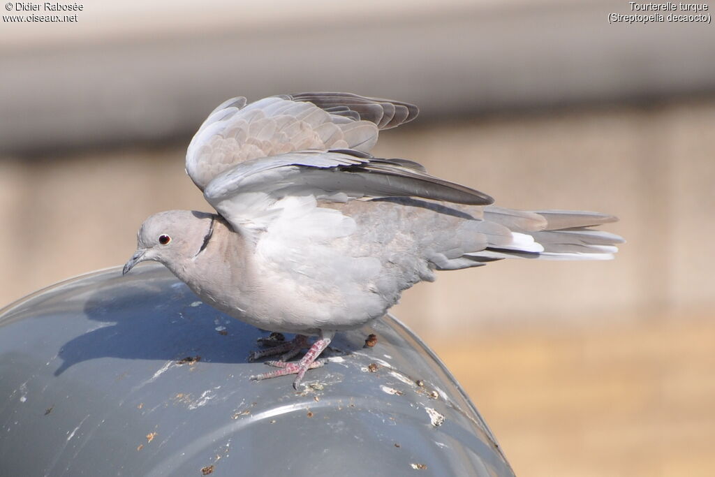 Eurasian Collared Dove