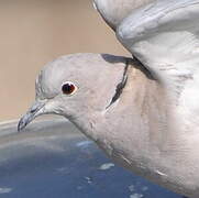 Eurasian Collared Dove