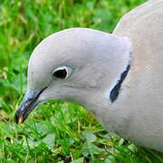 Eurasian Collared Dove