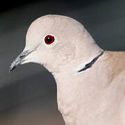 Eurasian Collared Dove