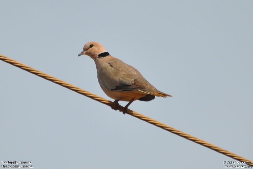 Vinaceous Dove