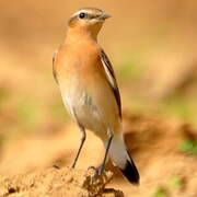 Northern Wheatear