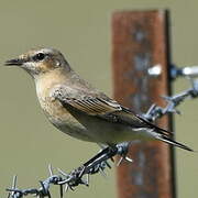 Northern Wheatear