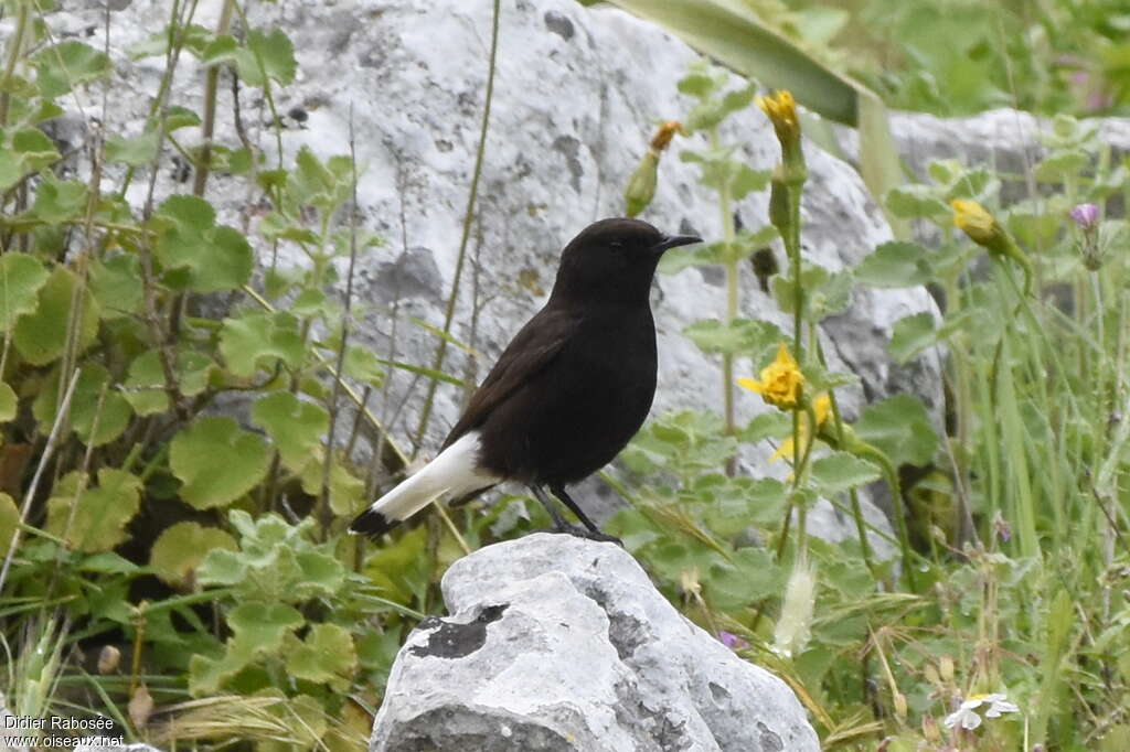 Black Wheatear male adult, habitat, pigmentation