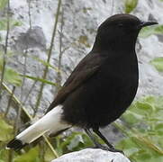 Black Wheatear