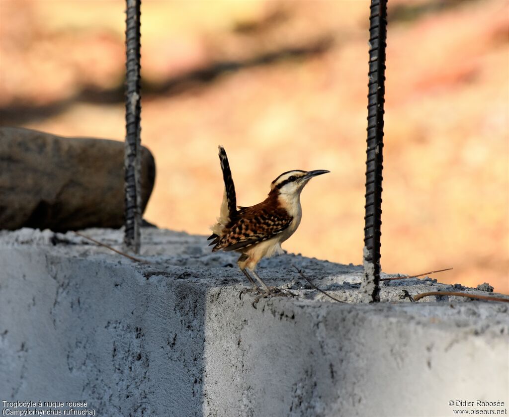 Rufous-naped Wrenadult