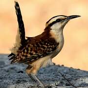 Veracruz Wren