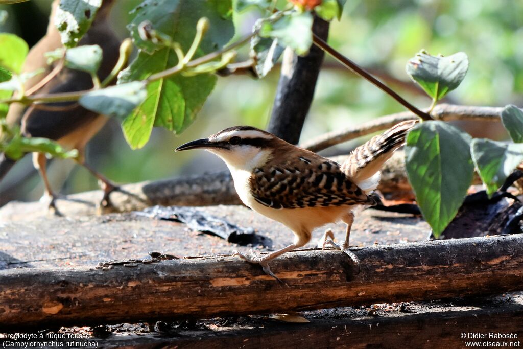 Rufous-naped Wren