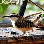 Rufous-naped Wren