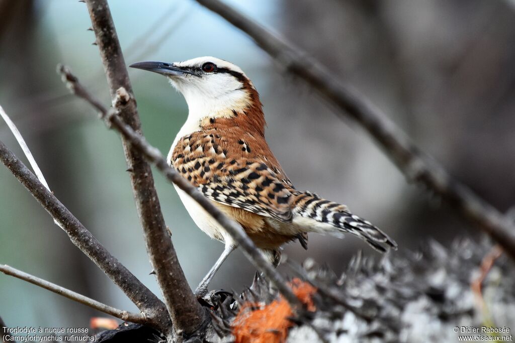 Veracruz Wren