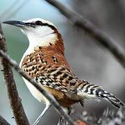 Rufous-naped Wren