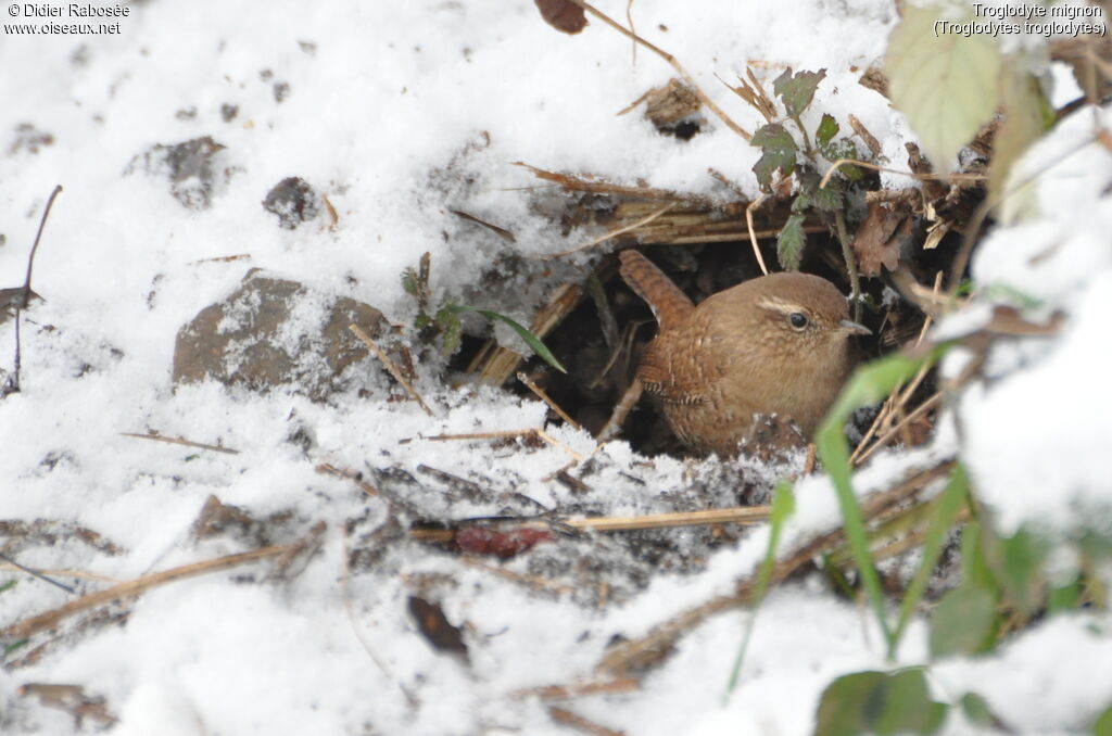 Troglodyte mignon